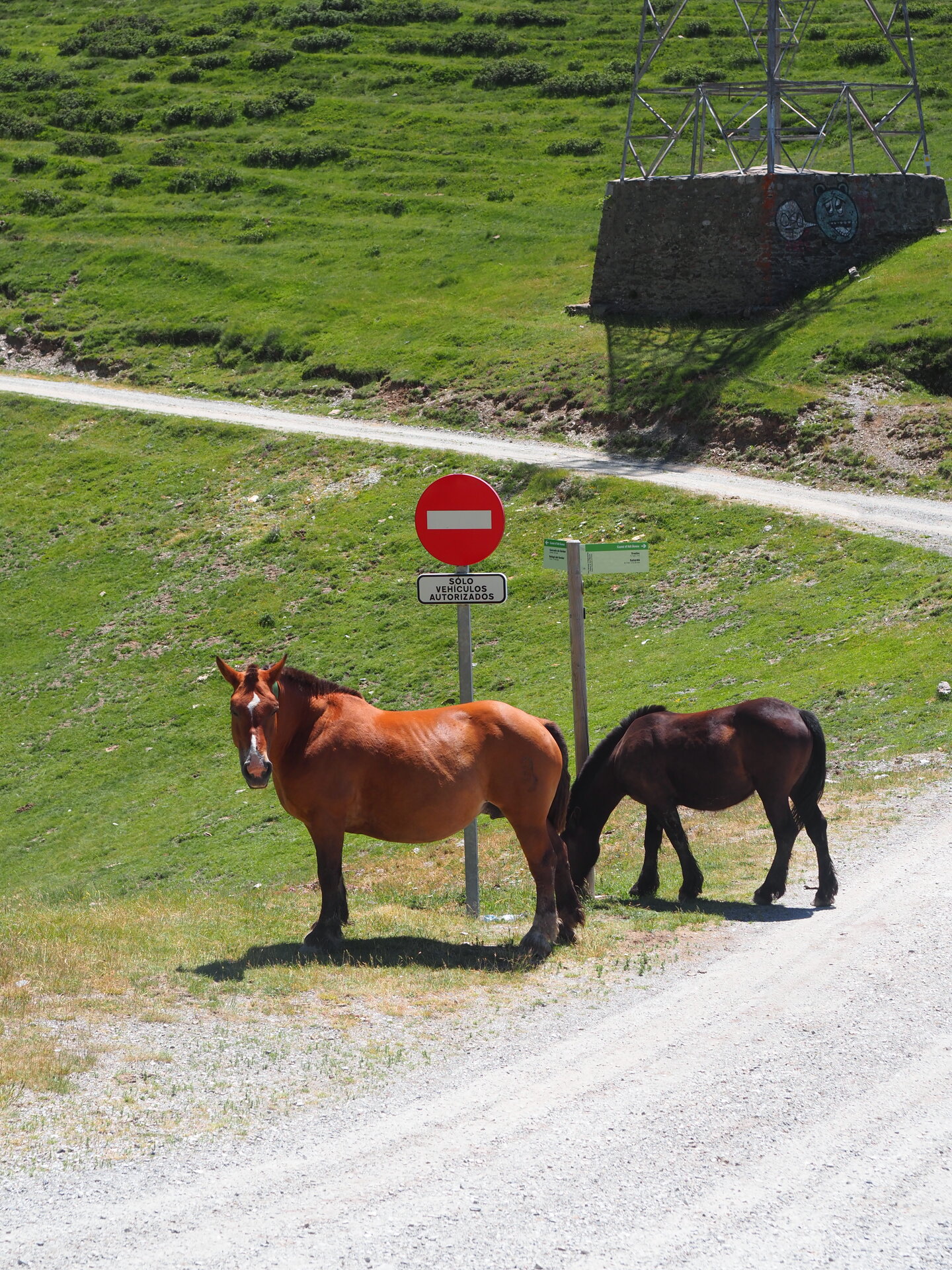 Troupeau au Col de la Bonaigua