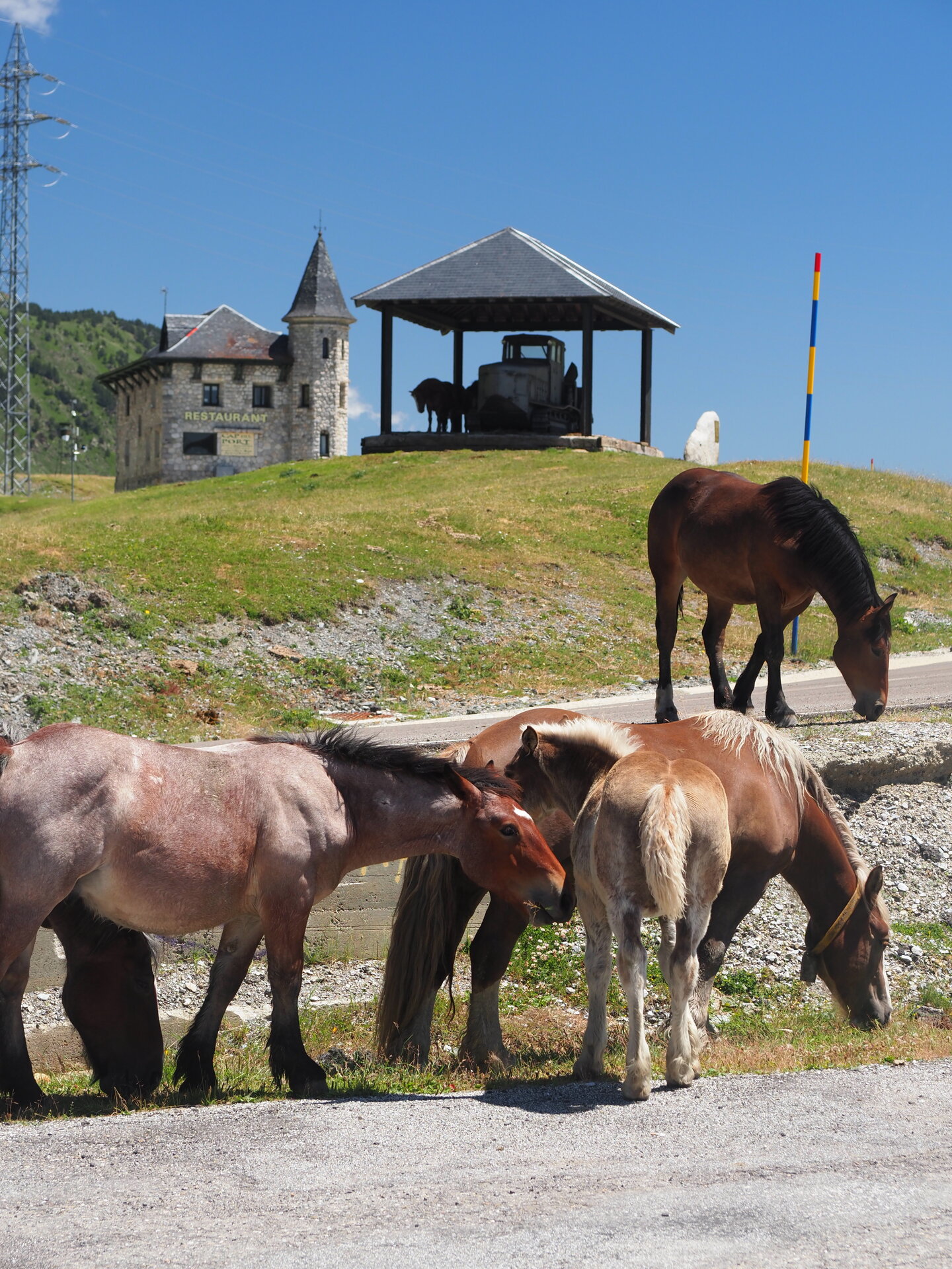 Chevaux libres au Port de la Bonaigua